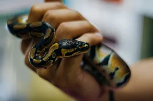 Hand holding snake