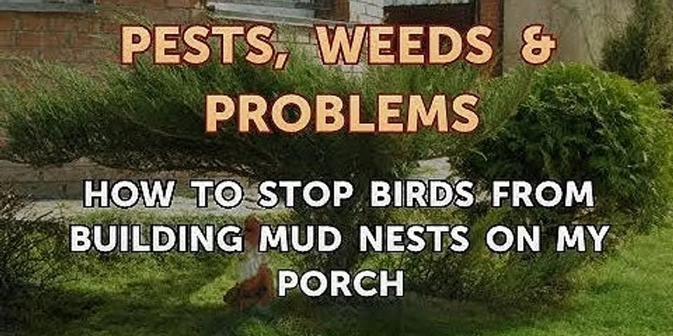 How do you get rid of mud birds?