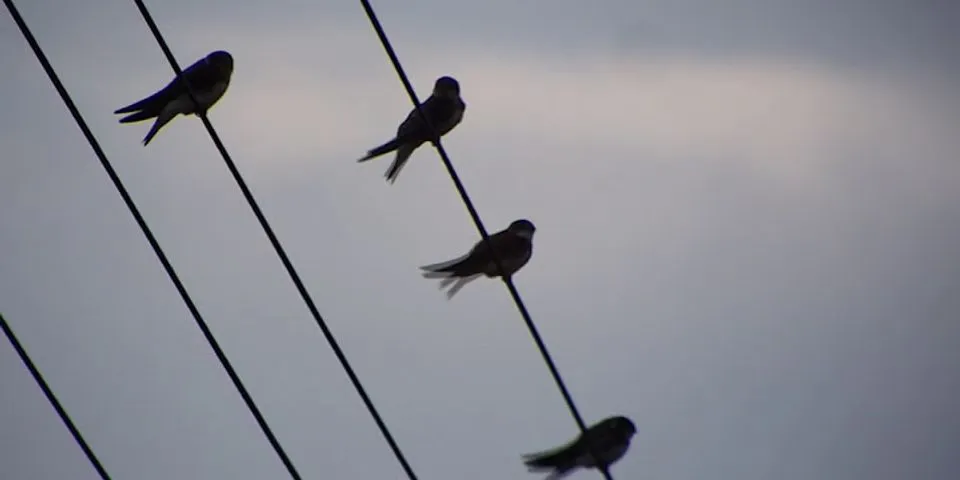 How do you get swallows to leave?