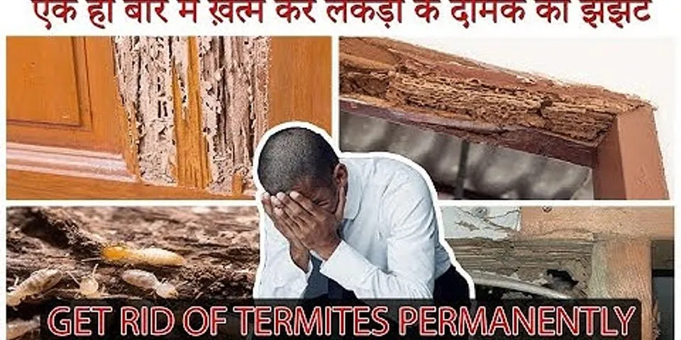How to get rid of termites permanently