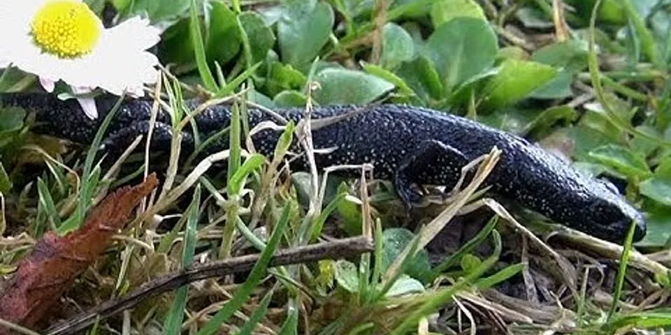 What are a great crested newts main prey?