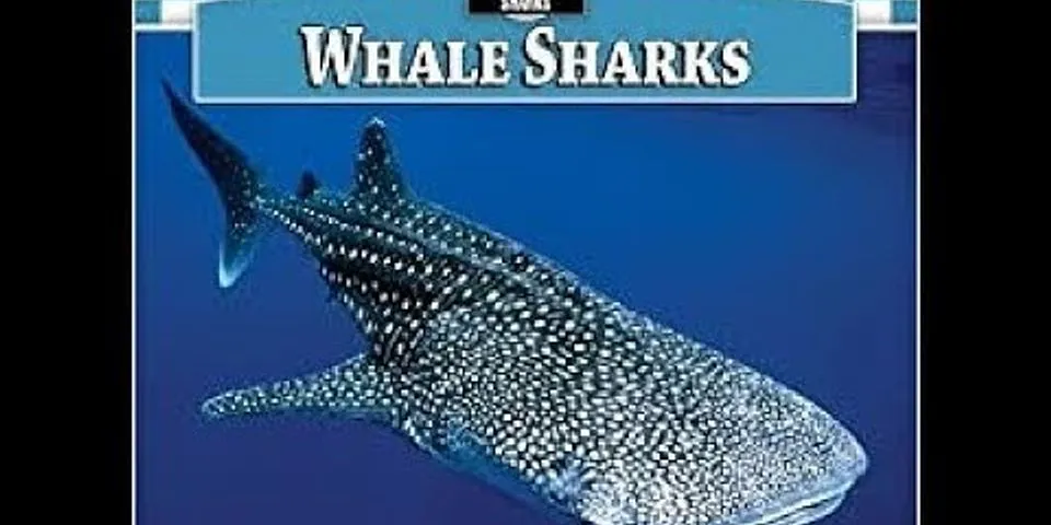 What are whale sharks teeth called?