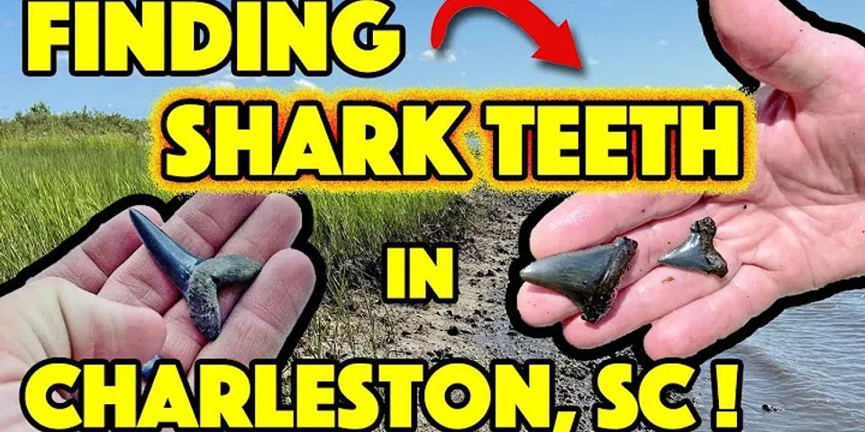 Where can you find Megalodon teeth in Charleston SC?