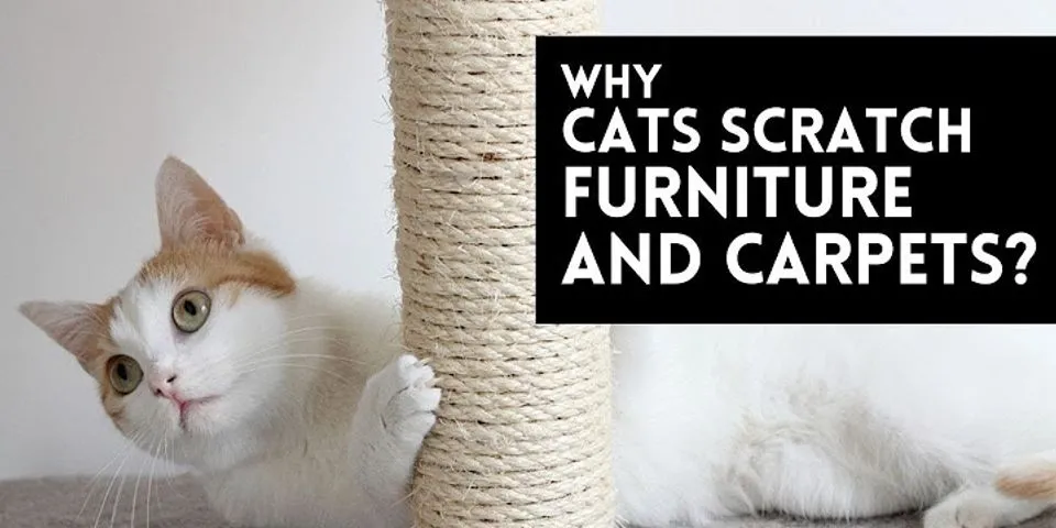 Why does my cat scratch the carpet at night?