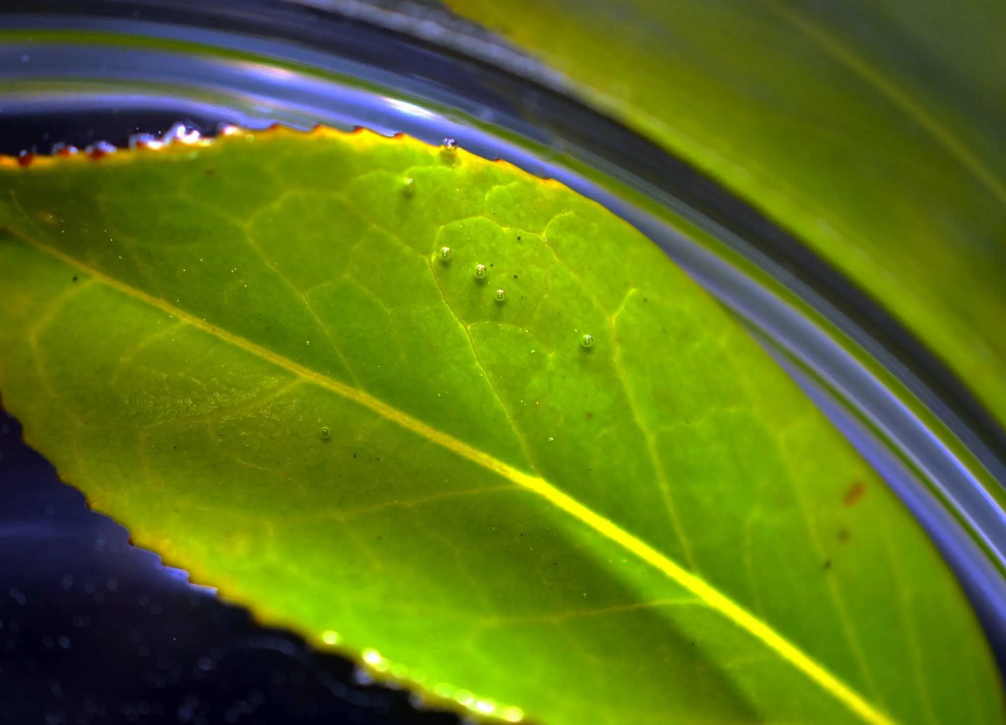 Leaf in water, air bubbles on leaf